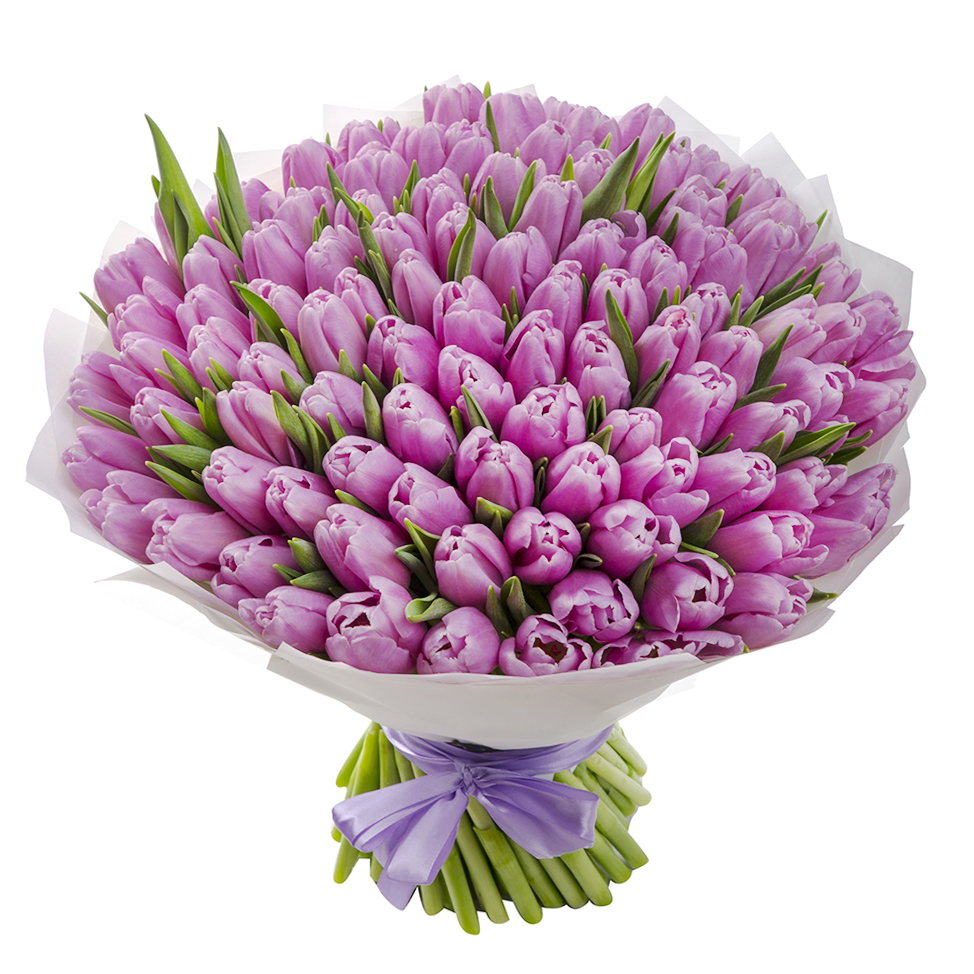 101 фиолетовый тюльпан 101 фиолетовый тюльпан