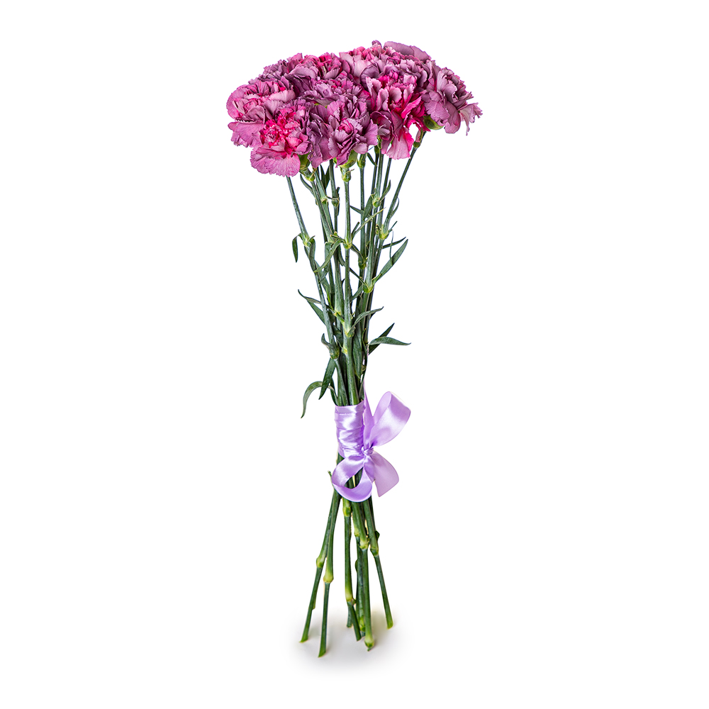 11 фиолетовых гвоздик 11 фиолетовых гвоздик